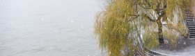 Willow tree over water