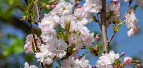 Spring cherry blossom tree